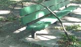 hurricane_FLOYD_twig.jpg (9264 bytes)