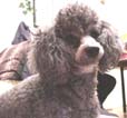 My dog.